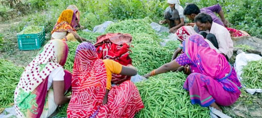 “Participation Is the Key”: Baha’i Chair Tackles Food Security