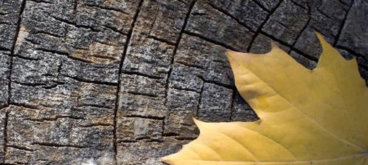 Various Kinds of Being Thankful