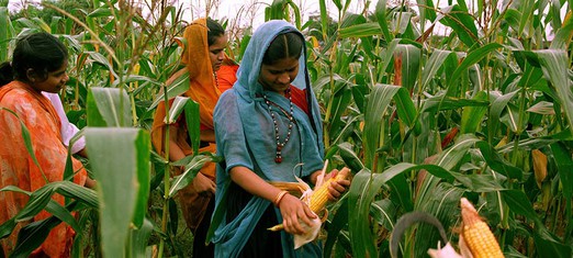 Baha’i World Article Highlights Centrality of Agriculture