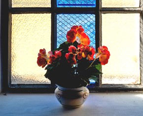 Cómo ver la flor, o su sombra