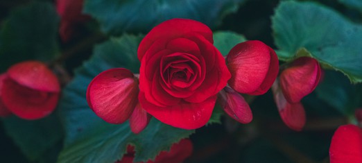 Celebrando el Festival Bahá’í de Ridván