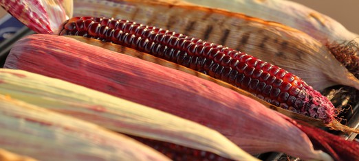 The Symbolism of Corn as the Seed of Faith