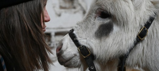 How an Animal Helped Heal My PTSD