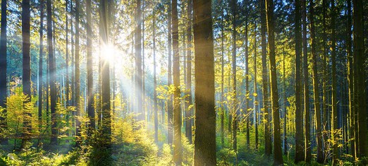 The Dance of the Trees: How to Conserve a Forest