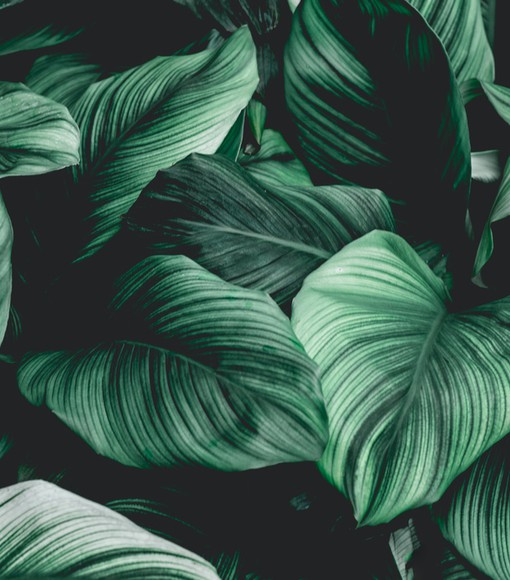 Las principales enseñanzas bahá’ís