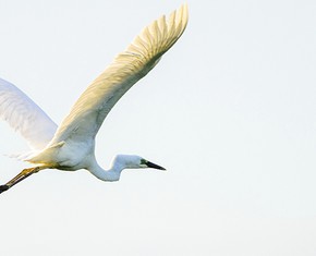 Tahirih Dawn Breaker for the Oneness of Humanity