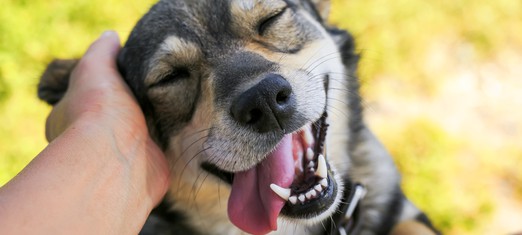 Pets: More than Just Animals