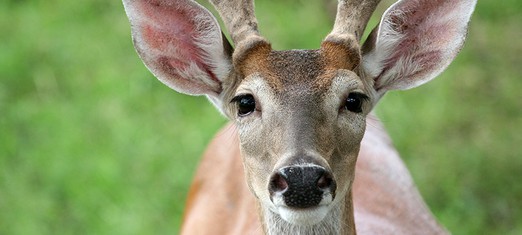 Should We Hunt and Eat Animals?