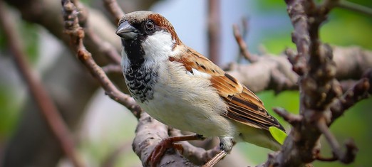 The Spiritual Meaning and Symbolism of Sparrows