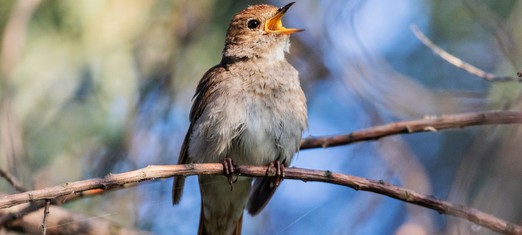The Symbolism and Spiritual Meaning of Nightingales