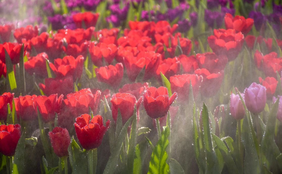 The Baha’i Definition of Paradise: The First Day of Ridvan