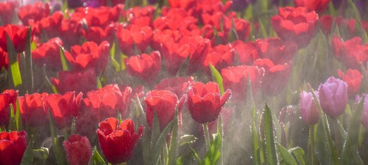 La definición bahá’í de paraíso: El primer día de Ridván