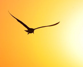 The Passing of the Founder of the Baha’i Faith