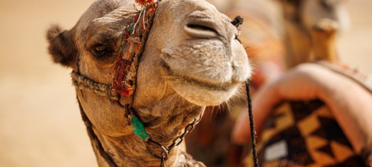 Tie Your Camel, But Trust in God