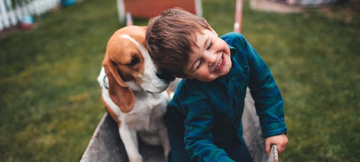 What All Those Animal Videos Say About Us